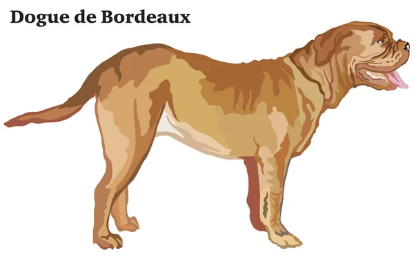 Berwarna potret berdiri anjing Dogue de Bordeaux ve - Stok Vektor