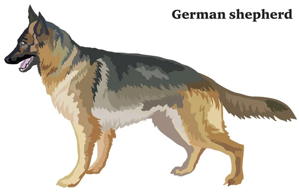 Цветной декоративный стоячий портрет собаки немецкой овчарки — стоковый вектор