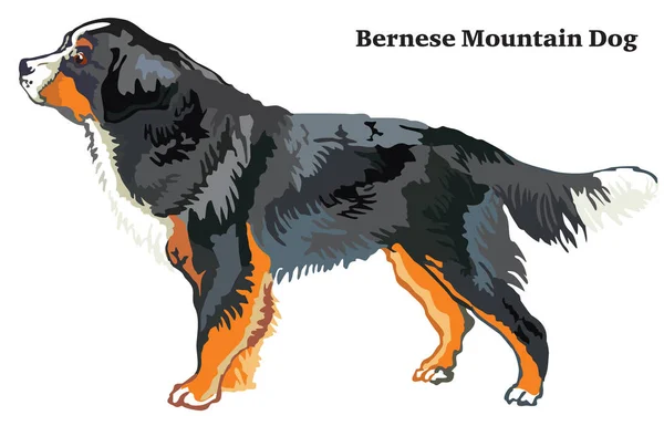 Warna dekoratif berdiri potret Bernese Mountain Dog vec - Stok Vektor