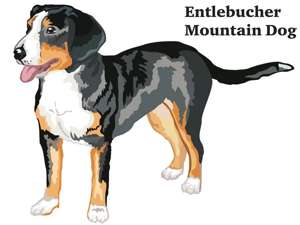 Warna dekoratif berdiri potret dari Entlebucher Mountain Dog - Stok Vektor