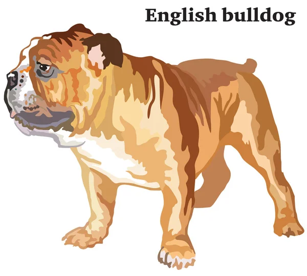 Gambar berdiri dekoratif berwarna dari vektor bulldog Inggris i - Stok Vektor