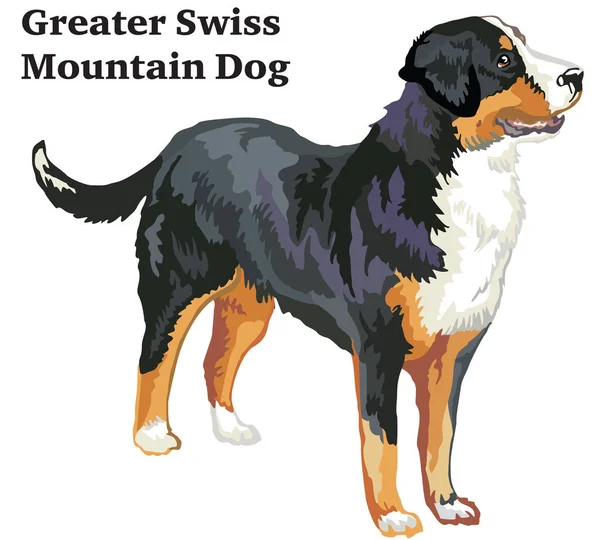 Retrato decorativo colorido de pé da Grande Montanha Suíça D —  Vetores de Stock