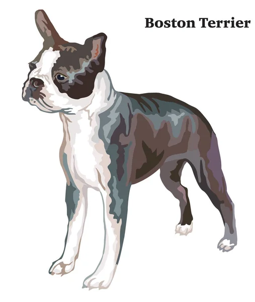 Retrato de pé decorativo colorido de Boston terrier vetor il —  Vetores de Stock
