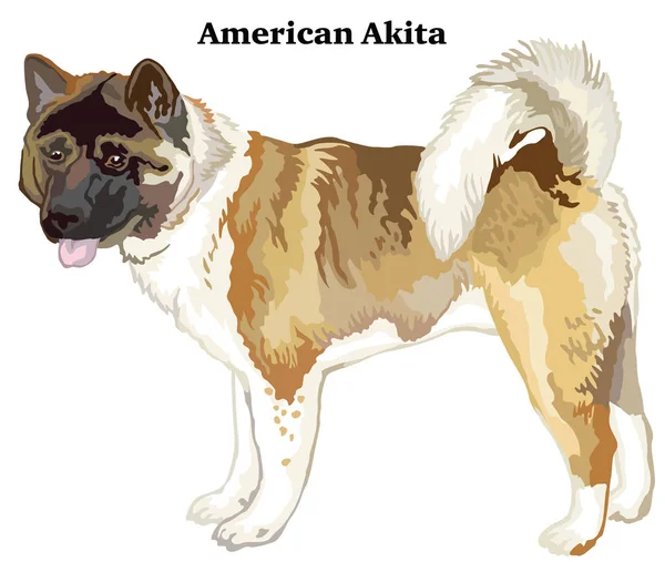 Farbig dekorativ stehendes Porträt des amerikanischen Akita-Vektors il — Stockvektor