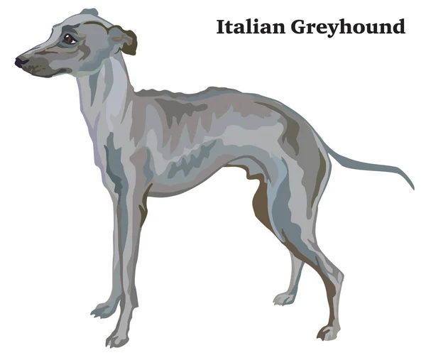 彩色装饰站立的意大利灰狗矢量肖像 — 图库矢量图片