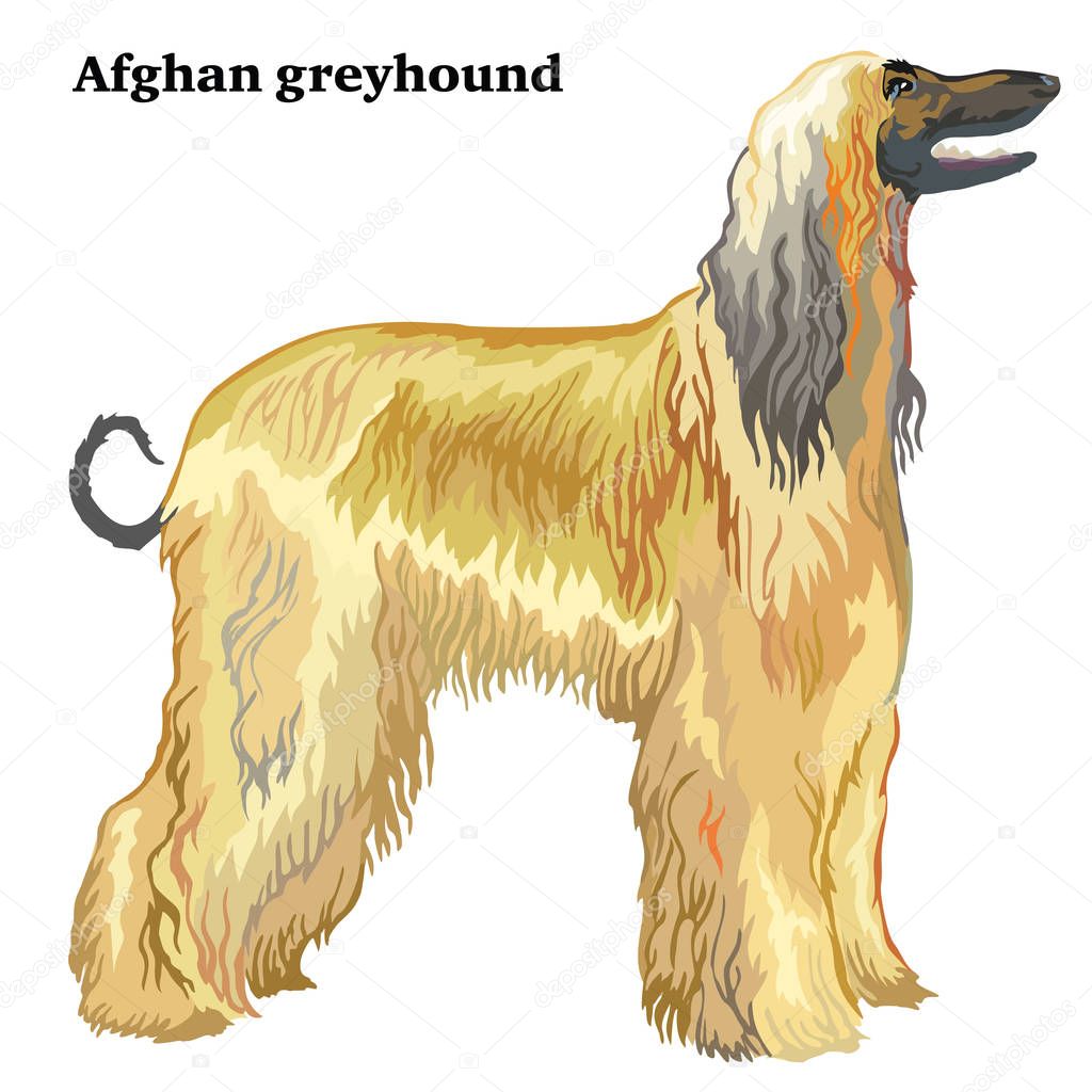 Colored decorative standing portrait of Afghan greyhound vector 