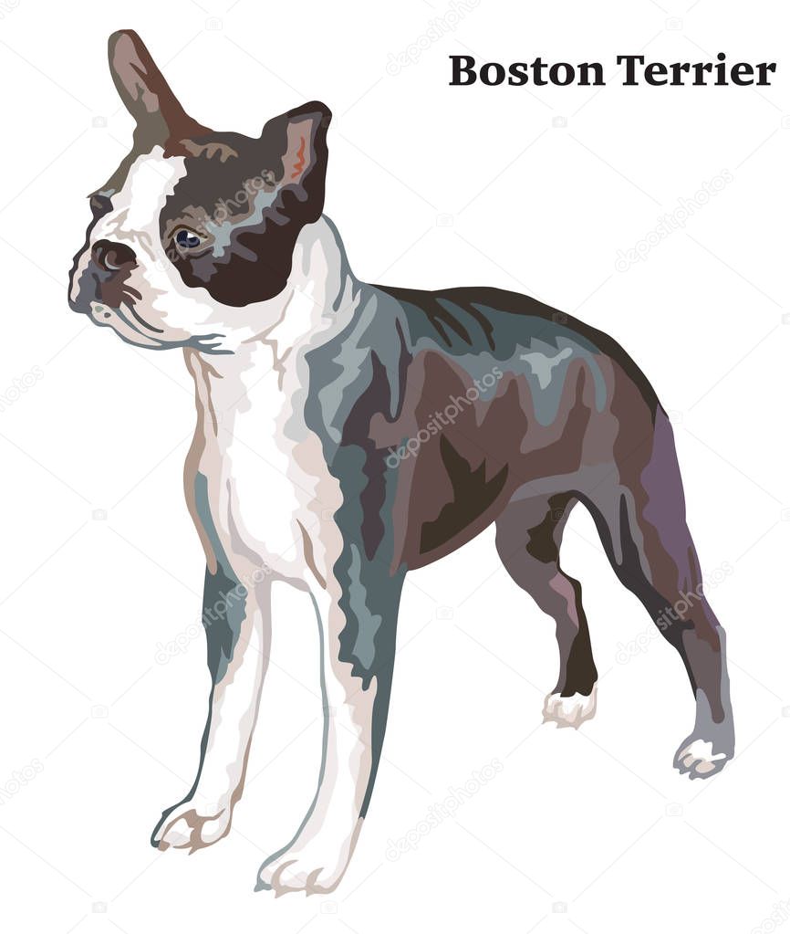 Colored decorative standing portrait of boston terrier vector il