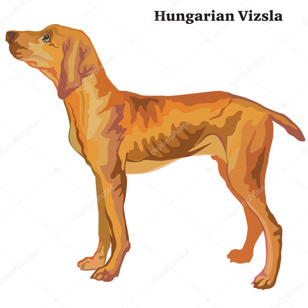 Colored decorative standing portrait of Hungarian pointer vector