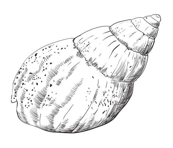 Rysunek ręka seashell-11 — Wektor stockowy