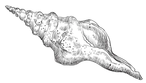 Handzeichnung Muschel-15 — Stockvektor