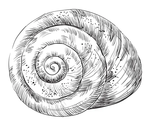 El çizim seashell-16 — Stok Vektör
