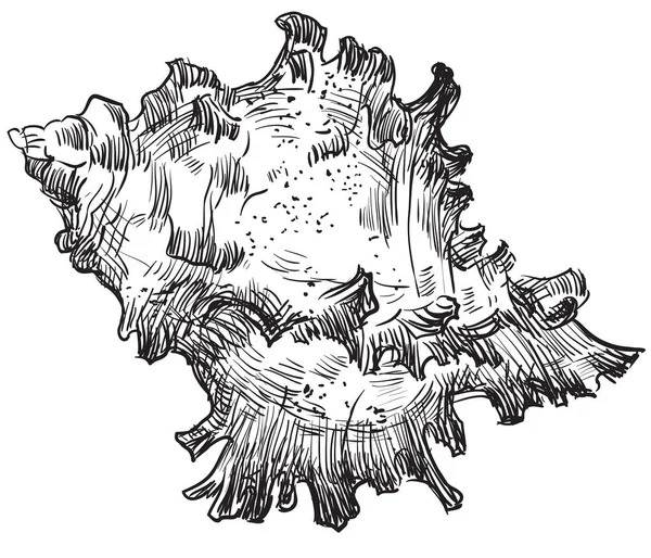 Handzeichnung Muschel-19 — Stockvektor