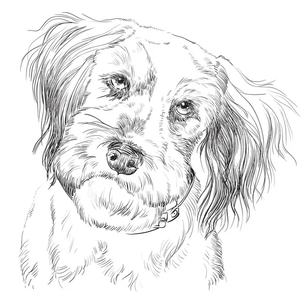 毛茸茸的狗矢量手绘肖像 — 图库矢量图片