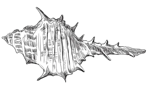 Desenho à mão concha-23 —  Vetores de Stock
