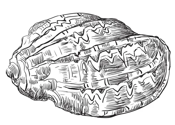 Rysunek ręka seashell-26 — Wektor stockowy