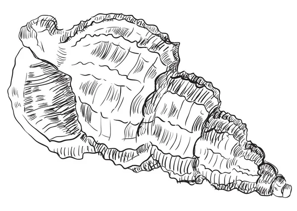Rysunek ręka seashell-24 — Wektor stockowy