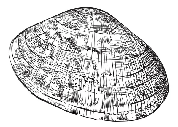 Disegno a mano conchiglia-29 — Vettoriale Stock