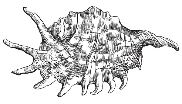 Handzeichnung Muschel-30 — Stockvektor