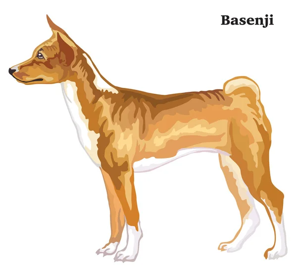Retrato de pie decorativo de color del vector Basenji illustrat — Archivo Imágenes Vectoriales