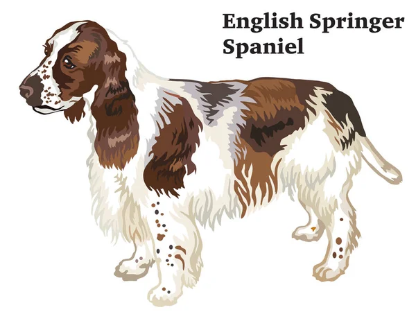 Retrato de pé decorativo colorido de Springer Spaniel Inglês —  Vetores de Stock