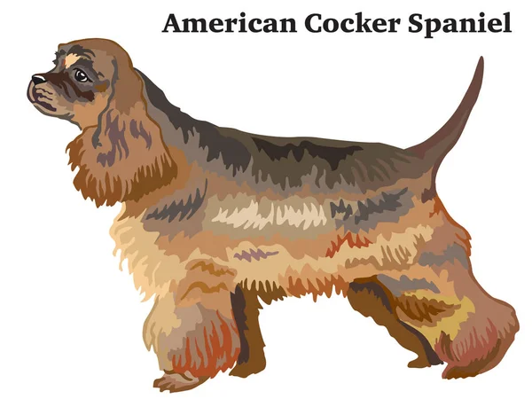 Retrato de pie decorativo de color de Cocker Spaniel americano — Vector de stock