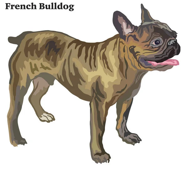 Gambar berdiri dekoratif berwarna dari vektor Bulldog Prancis il - Stok Vektor