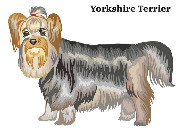 Gambar berdiri dekoratif berwarna dari vektor Yorkshire Terrier - Stok Vektor