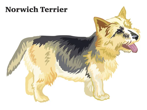 Retrato de pie decorativo de color de Norwich Terrier vector i — Vector de stock