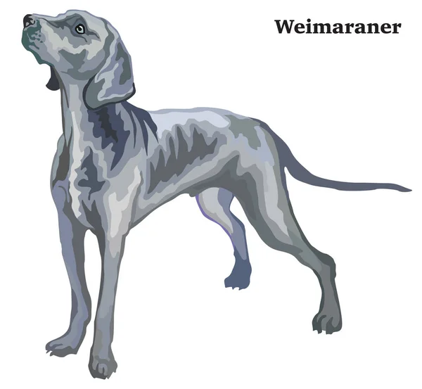 Gekleurde decoratieve staande portret van Weimaraner vector illust — Stockvector