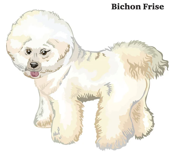 Portrait debout décoratif coloré du chien Bichon Frise vecteur — Image vectorielle