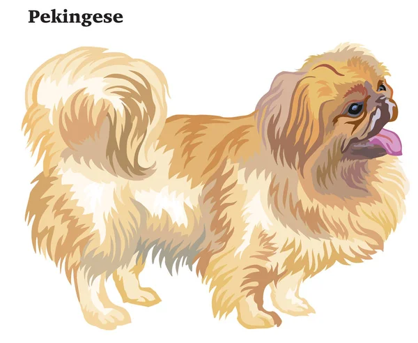 Colored decorative standing portrait of dog Pekingese vector ill — Stock Vector