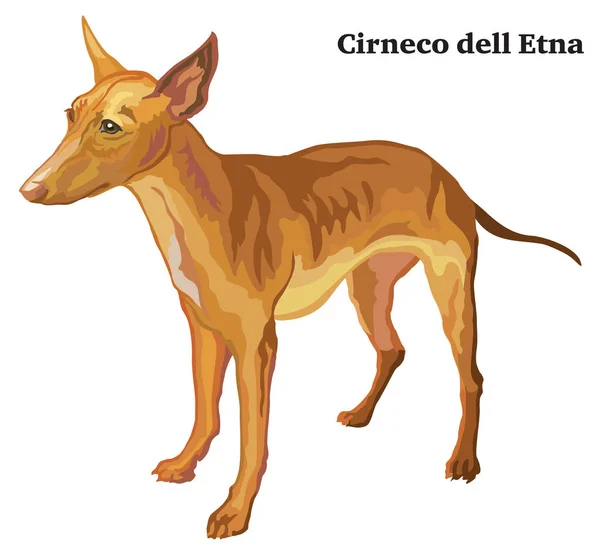 Retrato de pie decorativo de color de perro Cirneco dell Etna ve — Archivo Imágenes Vectoriales