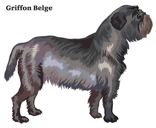 Retrato de pé decorativo colorido do cão Griffon Belge vetor —  Vetores de Stock