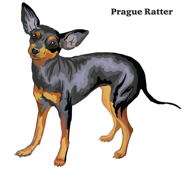 犬プラハ ネズミを捕るベクトルの着色された装飾的な立っている肖像画 — ストックベクタ