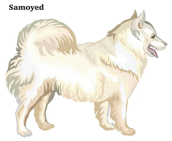 Retrato de pé decorativo colorido de cão Samoyed vetor illus — Vetor de Stock