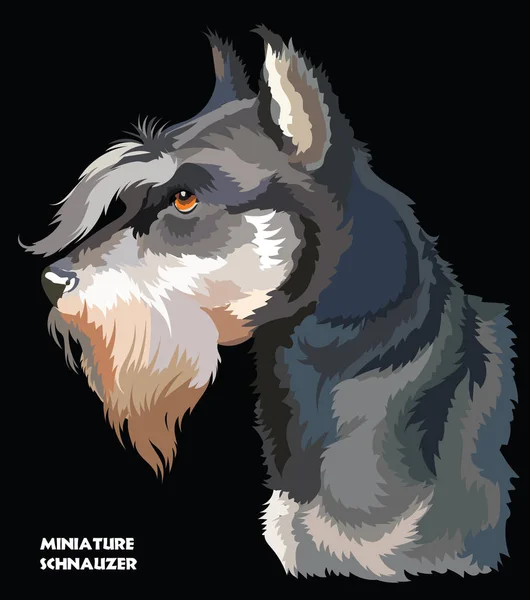 Miniatura Schnauzer colorido vector retrato — Archivo Imágenes Vectoriales