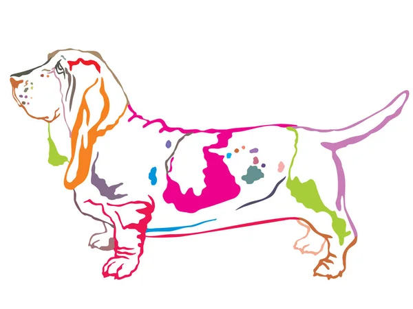 Colorful decorative standing portrait of Basset Hound vector ill — Stock Vector