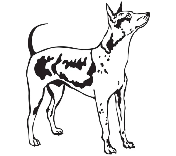 Retrato de pé decorativo do vetor American Hairless Terrier — Vetor de Stock