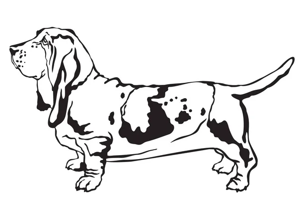 Retrato de pie decorativo de Basset Hound vector ilustración — Vector de stock