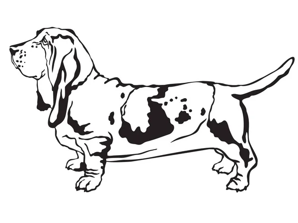 Decoratieve staande portret van Basset Hound vectorillustratie — Stockvector