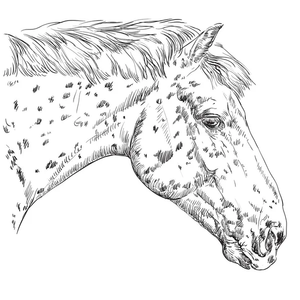 Retrato de cavalo-2 —  Vetores de Stock