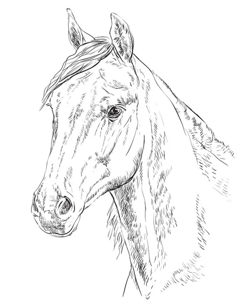 Retrato de cavalo-3 — Vetor de Stock