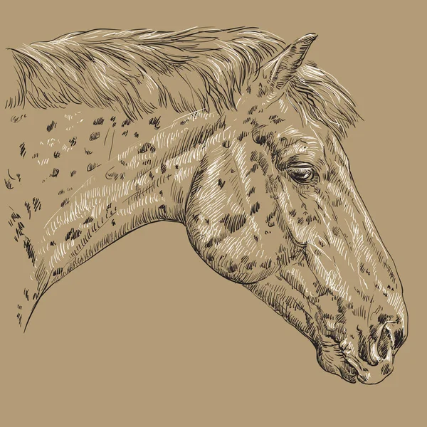 Ló portré-2 barna háttér — Stock Vector