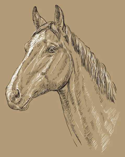 Portrait de cheval-1 sur fond brun — Image vectorielle