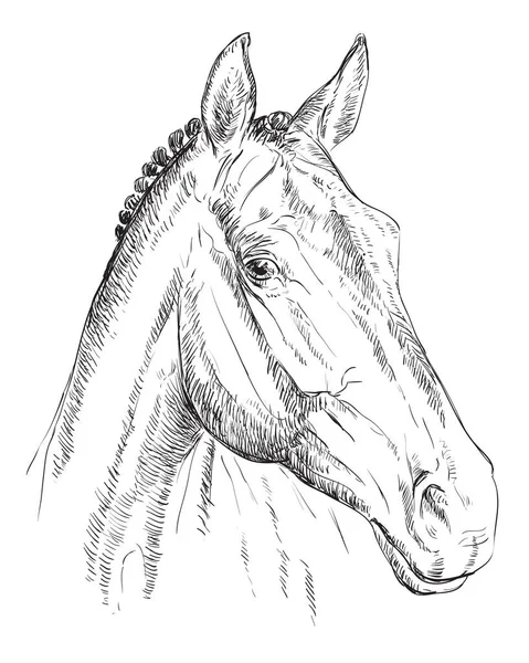 Retrato de caballo-7 — Vector de stock