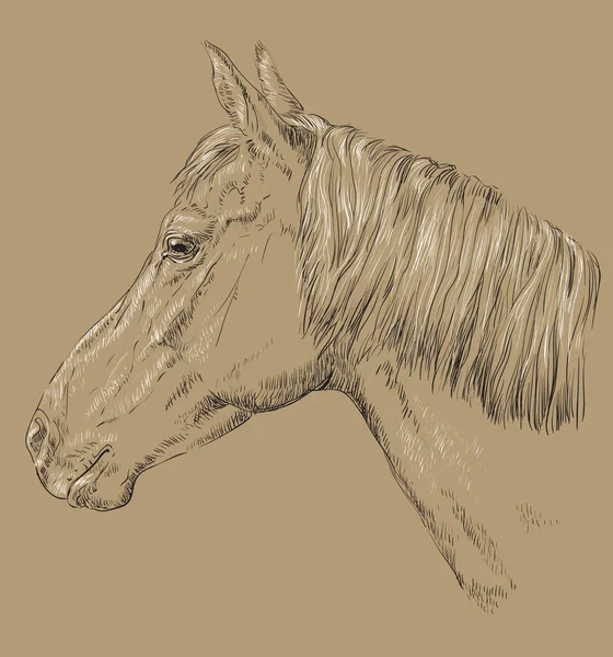 Koně na hnědé pozadí portrétu-9 — Stockový vektor