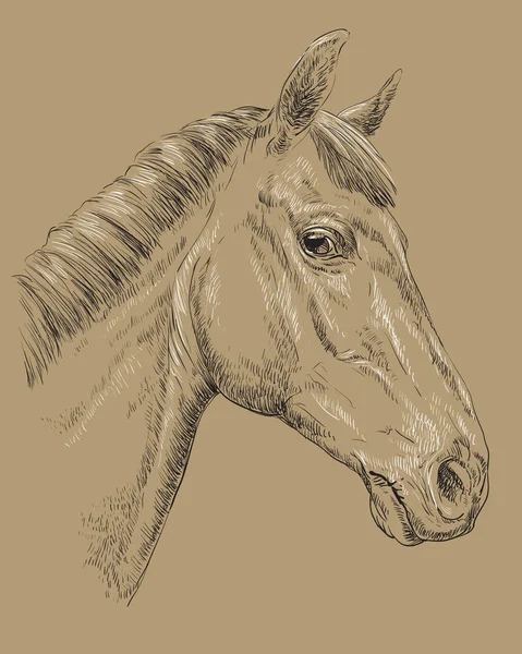 Retrato de caballo-10 sobre fondo marrón — Vector de stock