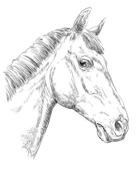 Retrato de caballo-10 — Archivo Imágenes Vectoriales