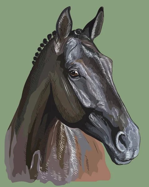 Colorido retrato de caballo-7 — Vector de stock