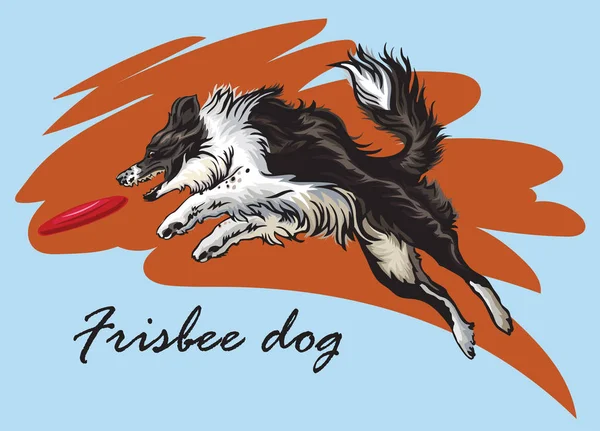 Decorativo bordo collie giocare frisbee — Vettoriale Stock